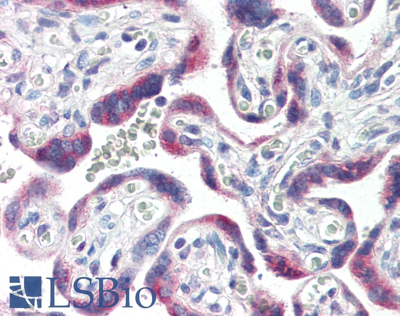 IHC-plus™ CYP26 / CYP26A1 Antibody (C-Terminus, clone F27 P6 A1)