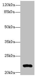ARL14 Antibody