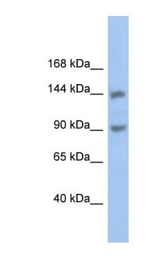 CNTNAP3 / CASPR3 Antibody (aa611-660)