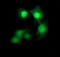 CDC123 Antibody (clone OTI1F8, Carrier-free)