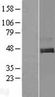 C1orf187 / DRAXIN Protein (Over-Expression Lysate Myc-DDK (Flag))