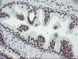 TLE1 / TLE 1 Antibody (aa180-460, clone OTI1F5)