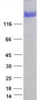 Human Neurofascin / NF Protein (Recombinant Myc-DDK (Flag))