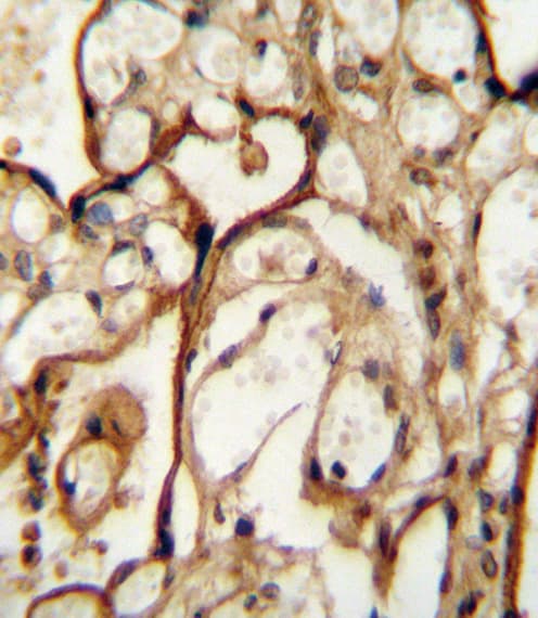 Polyclonal Rabbit anti-Human SLC3A2 / CD98 Heavy Chain Antibody (aa588-615, IHC, WB)