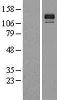 BMPR2 Protein (Over-Expression Lysate Myc-DDK (Flag))