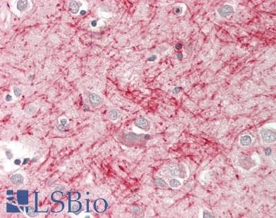 IHC-plus™ CLDN11 / Claudin 11 Antibody (aa158-207)