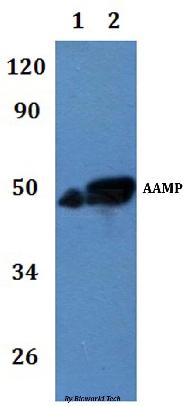 AAMP Antibody