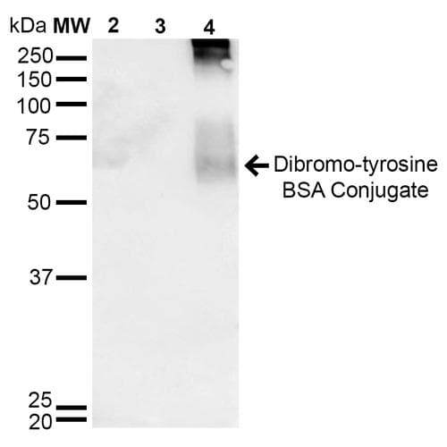 Dibromo-tyrosine Antibody (clone 6G3, APC)