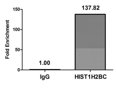 HIST1H2BN Antibody