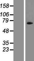 CYLC1 Protein (Over-Expression Lysate Myc-DDK (Flag))