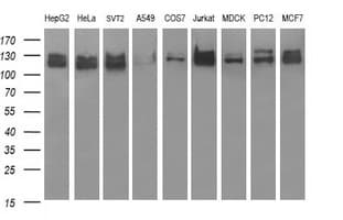 RAPGEF1 Antibody (clone OTI2F5)