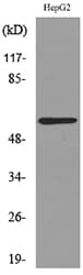 ACCN3 / ASIC3 Antibody