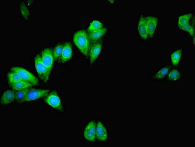 MAPK13 / p38delta Antibody