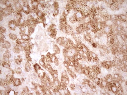 SFRP2 Antibody (aa25-295, clone OTI6C2)