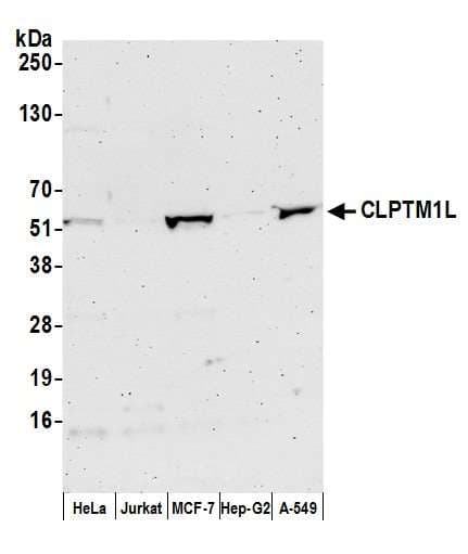 CLPTM1L / CLPTM1-Like Antibody (aa150-200)