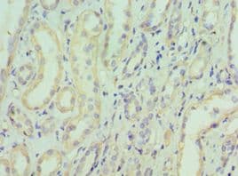 EIF3E Antibody (aa1-445)