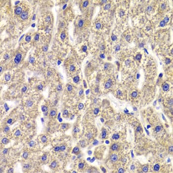 MPP2 Antibody