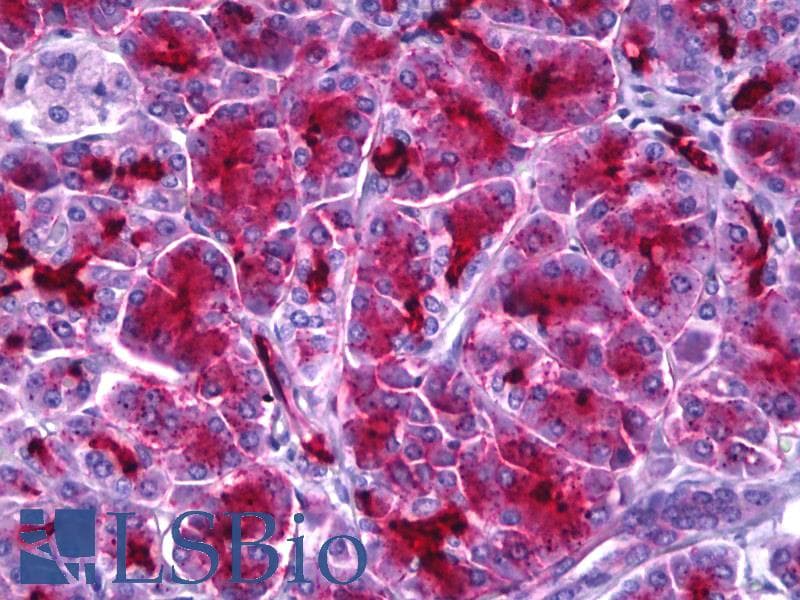 IHC-plus™ ALDOA / Aldolase A Antibody