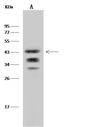 Monoclonal Rabbit anti-Mouse SLAMF6 / NTBA Antibody (clone 040, Preservative Free, WB)