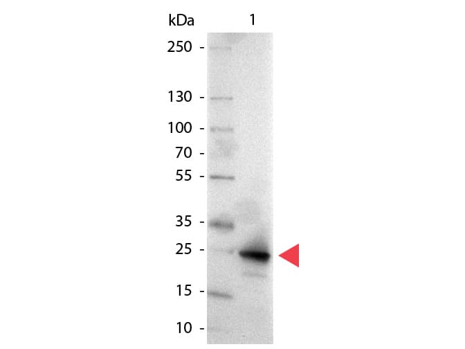 GFP Antibody (AP)
