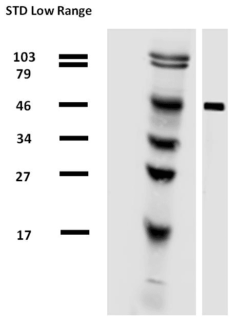 Alpha Tubulin Antibody (clone TU-01, Biotin)