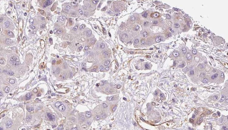 GPR33 Antibody
