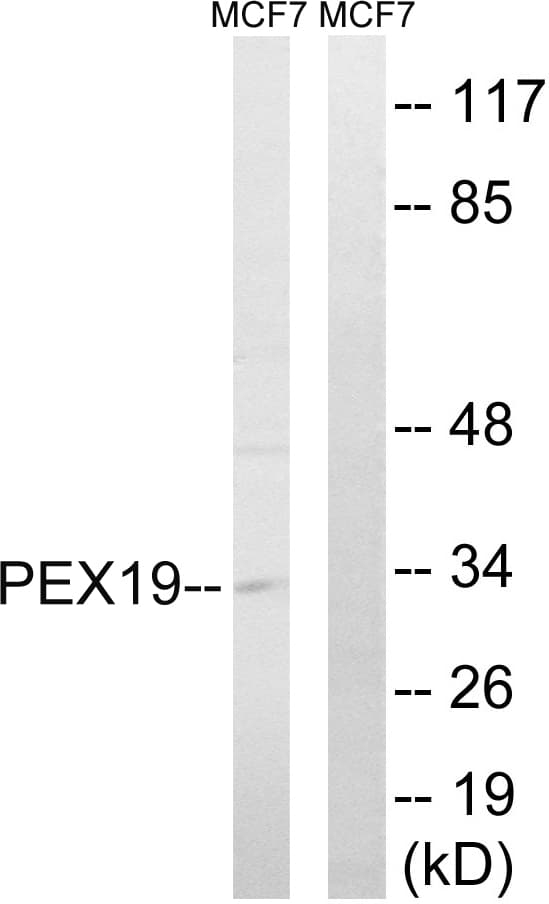 Polyclonal Rabbit anti-Human PEX19 Antibody (aa219-268, WB)