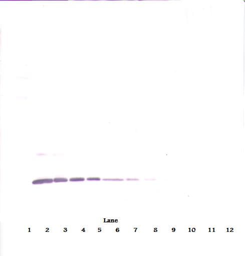 Monoclonal Mouse anti-Human IL4 Antibody (WB)