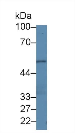 PLEKHA1 Antibody (aa92-346, PE)