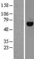 EIF2A / EIF2 Alpha Protein (Over-Expression Lysate Myc-DDK (Flag))