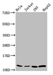 HIST1H4I Antibody