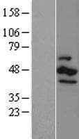 CSNK1E / CK1 Epsilon Protein (Over-Expression Lysate Myc-DDK (Flag))