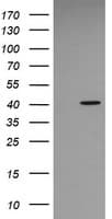MAPK13 / p38delta Antibody (clone OTI2G5)