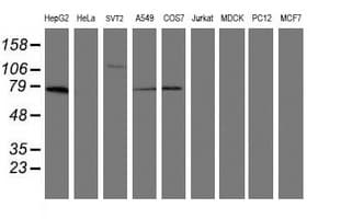 MIPEP Antibody (aa174-516, clone OTI4F12)