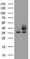 Monoclonal Mouse anti-Human GAPDH Antibody (clone OTI2F8, IHC, WB)