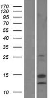 DSTN / Destrin Protein (Over-Expression Lysate Myc-DDK (Flag))