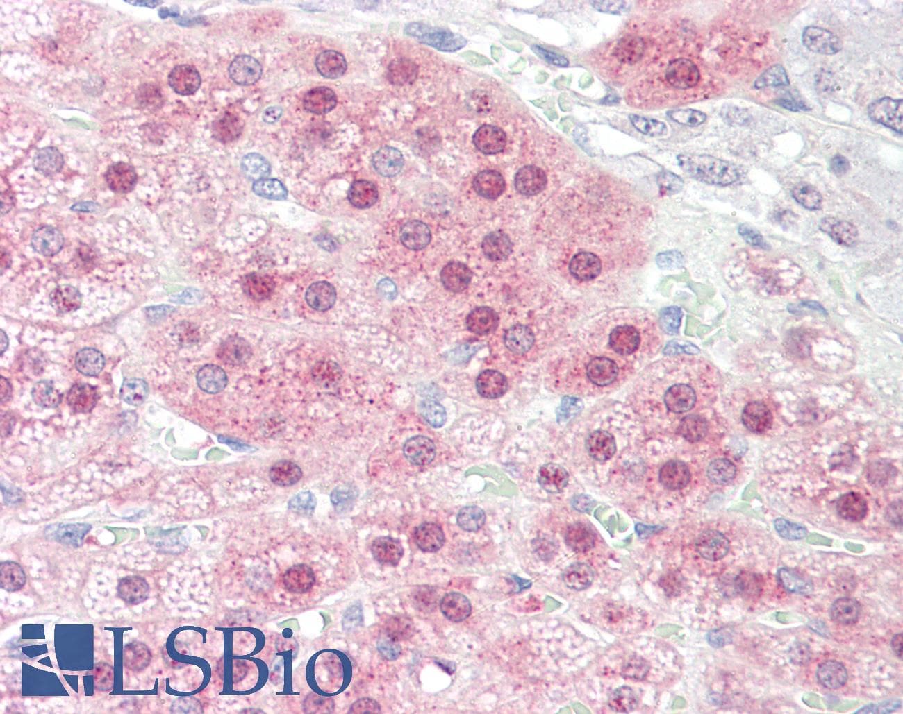 IHC-plus™ STOX1 Antibody