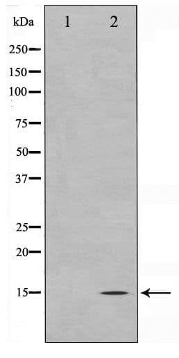 MLANA / Melan-A Antibody