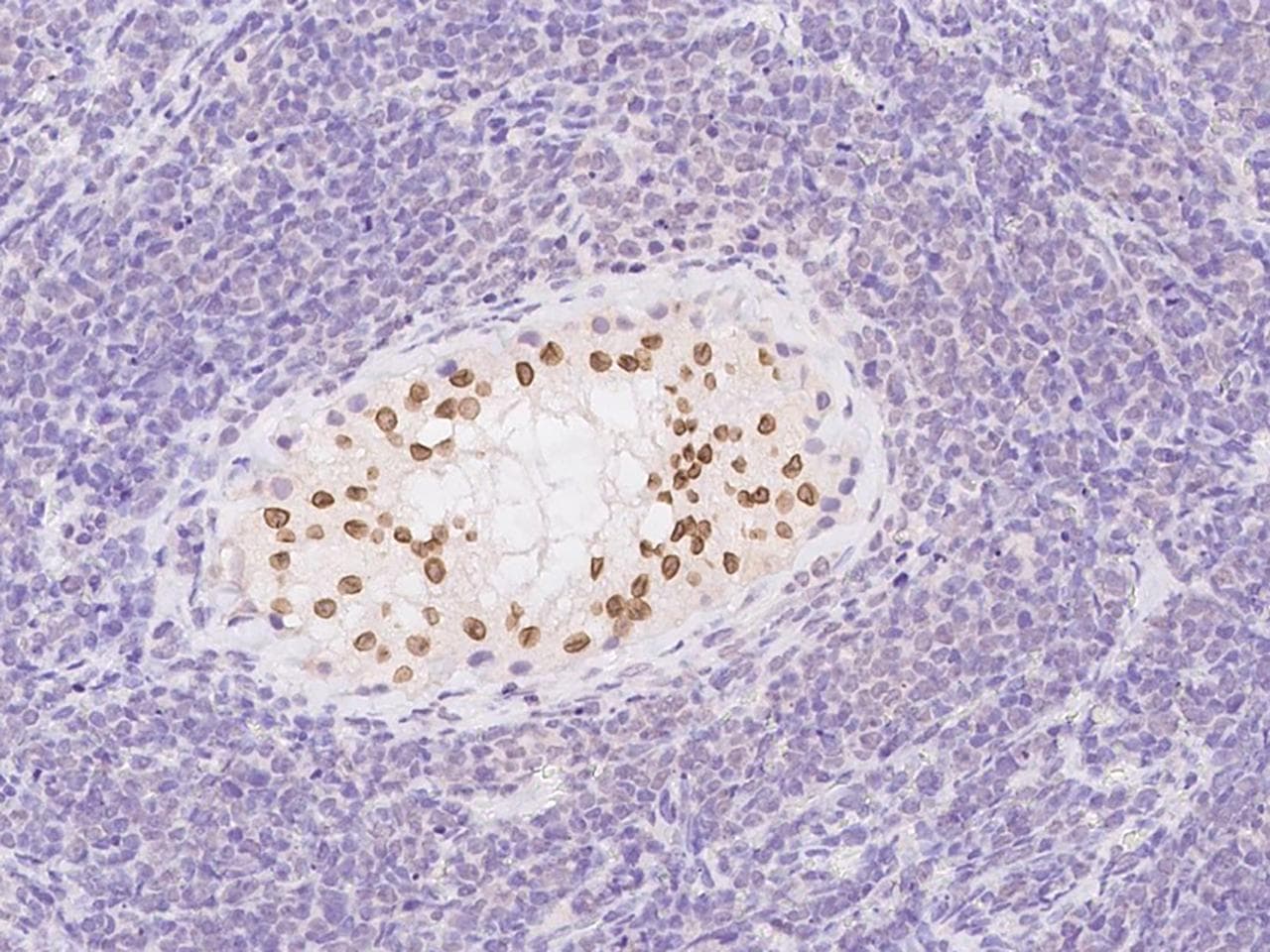 Polyclonal Rabbit anti-Human FAM169A Antibody (IHC)