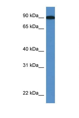 LOXL2 Antibody (aa607-656)