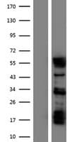 Human STAU1 / Staufen Protein (Over-Expression Lysate Myc-DDK (Flag))