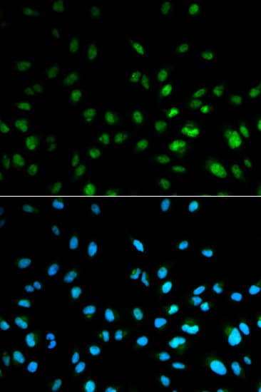 HDAC3 Antibody