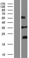 FRG2 Protein (Over-Expression Lysate Myc-DDK (Flag))