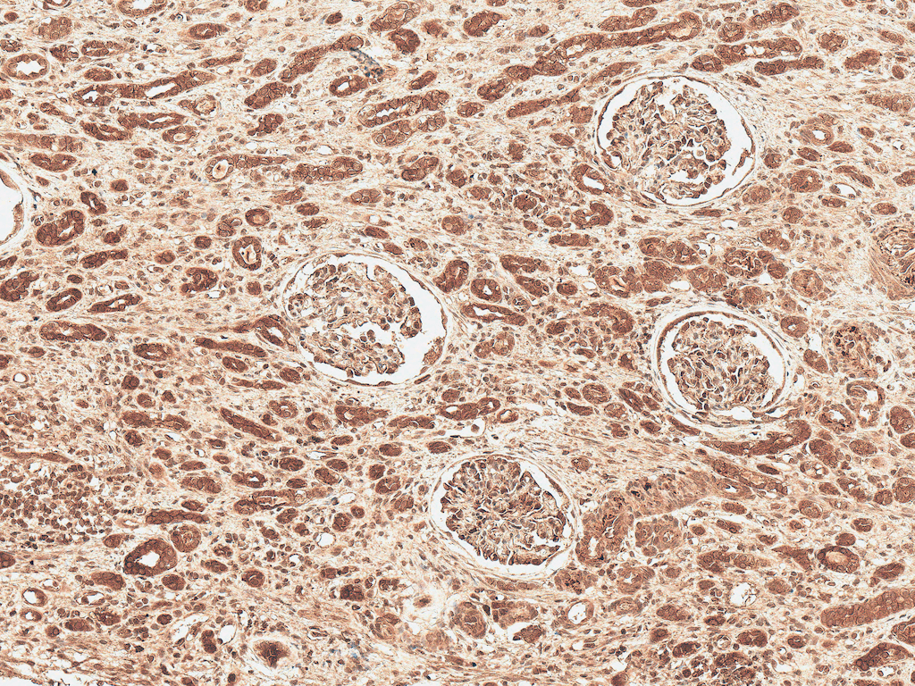 FNIP1 Antibody (Atto 488)