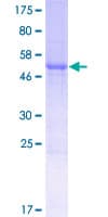 Human FAM109B Protein (Recombinant GST)