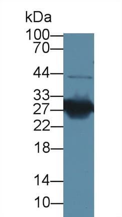 Polyclonal Rabbit anti-Mouse HMG1 / HMGB1 Antibody (Biotin, aa1-215, WB)