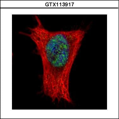 ALY / THOC4 Antibody (aa1-233)
