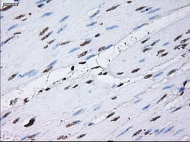 Monoclonal Mouse anti-Human ID3 Antibody (clone OTI15F4, IHC, IF, WB)