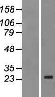 MXD4 Protein (Over-Expression Lysate Myc-DDK (Flag))