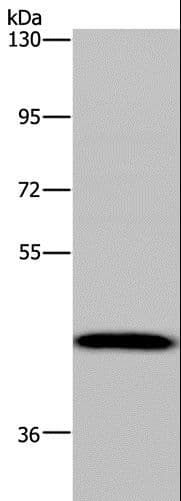 CYP1A2 Antibody